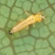 thumbnail for publication: Flower Thrips, Frankliniella tritici (Fitch) (Insecta: Thysanoptera: Thripidae)